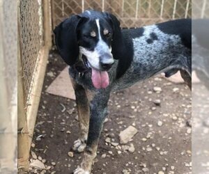 Bluetick Coonhound Dogs for adoption in Hamilton, GA, USA