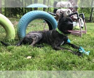Presa Canario Dogs for adoption in Chambersburg, PA, USA