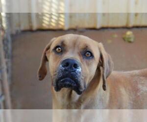 Redbone Coonhound Dogs for adoption in Athens, AL, USA