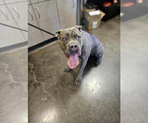 Mastiff-Unknown Mix Dogs for adoption in Rockwall, TX, USA