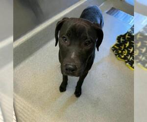 Labrador Retriever Dogs for adoption in San Martin, CA, USA