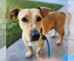 Bassetdor Dogs for adoption in Camarillo, CA, USA