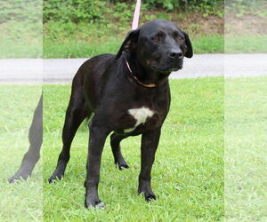 Mutt Dogs for adoption in Prattville, AL, USA