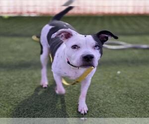 Mutt Dogs for adoption in Las Vegas, NV, USA