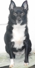 Medium Photo #1 Schipperke-Unknown Mix Puppy For Sale in Yucaipa, CA, USA