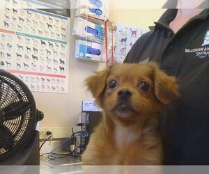Chihuahua Dogs for adoption in Sacramento, CA, USA
