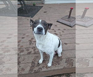 Mutt Dogs for adoption in Duluth, MN, USA