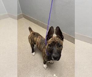 Dutch Shepherd -Unknown Mix Dogs for adoption in Las Vegas, NV, USA