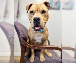 American Pit Bull Terrier-Unknown Mix Dogs for adoption in Evansville, IN, USA