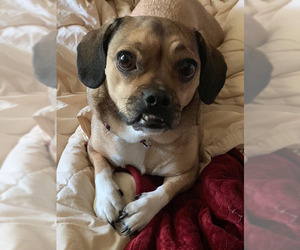 Puggle Dogs for adoption in Monkton, MD, USA