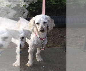 Poodle (Miniature)-Unknown Mix Dogs for adoption in Mooresville, NC, USA