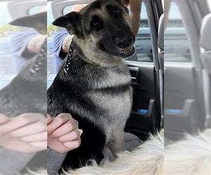 German Shepherd Dog Dogs for adoption in Fort Lauderdale, FL, USA