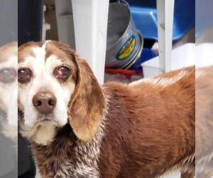 Beagle Dogs for adoption in Galax, VA, USA