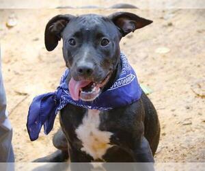 Labrador Retriever-Unknown Mix Dogs for adoption in Tallahassee, FL, USA