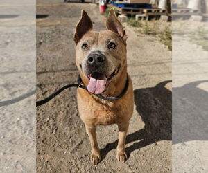 Mutt Dogs for adoption in El Centro, CA, USA