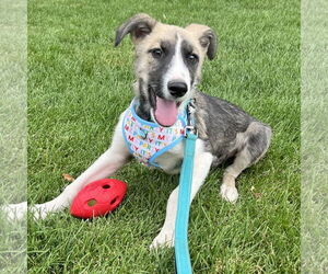Huskies -Unknown Mix Dogs for adoption in Salt Lake City, UT, USA