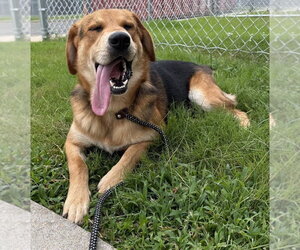 Mutt Dogs for adoption in Glen Allen, VA, USA