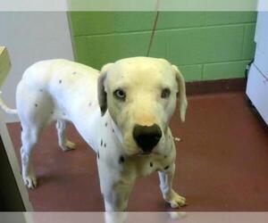 Dalmatian Dogs for adoption in Murfreesboro, TN, USA