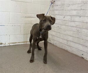 American Pit Bull Terrier Dogs for adoption in San Bernardino, CA, USA