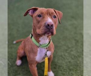 Mutt Dogs for adoption in Las Vegas, NV, USA