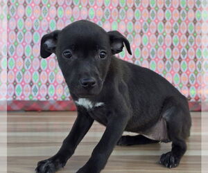Labrador Retriever-Unknown Mix Dogs for adoption in Lakewood, CO, USA