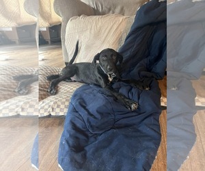 Labrador Retriever-Unknown Mix Dogs for adoption in SHERBURNE, NY, USA