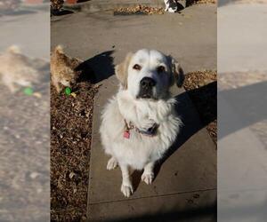 Golden Pyrenees Dogs for adoption in Frisco, CO, USA