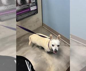 Chihuahua-Unknown Mix Dogs for adoption in San Antonio, TX, USA