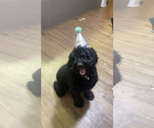 Labradoodle Dogs for adoption in Tustin, CA, USA