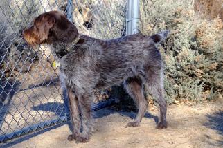 Mutt Dogs for adoption in Incline Village, NV, USA