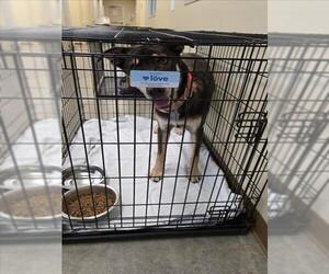 Doberman Pinscher-Siberian Husky Mix Dogs for adoption in Texas City, TX, USA