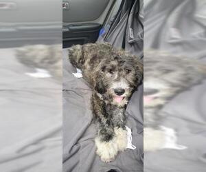 Saint Berdoodle Dogs for adoption in Louisville, KY, USA