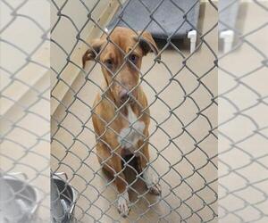 Labrador Retriever-Unknown Mix Dogs for adoption in Anchorage, AK, USA