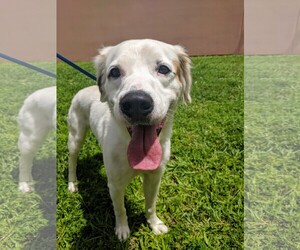 Mutt Dogs for adoption in Bonita Springs, FL, USA
