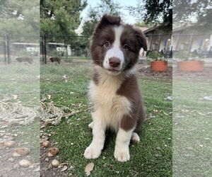 Border Collie Dogs for adoption in Lake Elsinore, CA, USA