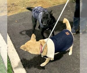Mutt Dogs for adoption in Rockaway, NJ, USA