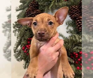 Chiweenie Dogs for adoption in Bellevue, WA, USA