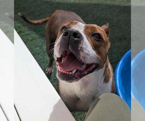 Bullypit Dogs for adoption in Rockwall, TX, USA