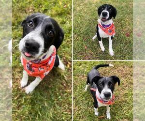 Treeing Walker Coonhound-Unknown Mix Dogs for adoption in Brewster, MA, USA