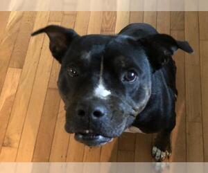 Staffordshire Bull Terrier-Unknown Mix Dogs for adoption in Hull, MA, USA