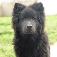 Chow Chow Dogs for adoption in Fredericksburg, TX, USA