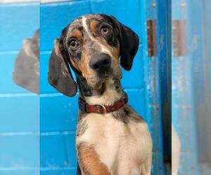 Catahoula Leopard Dog Dogs for adoption in Rocky Mount, VA, USA