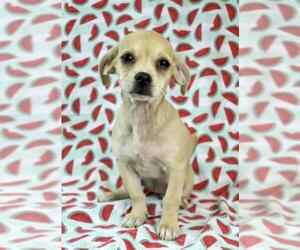 Chug Dogs for adoption in Morton Grove, IL, USA