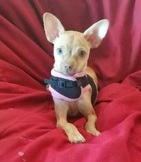 Chihuahua Dogs for adoption in Lemoore, CA, USA