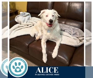 Australian Shepherd Dogs for adoption in Kimberton, PA, USA