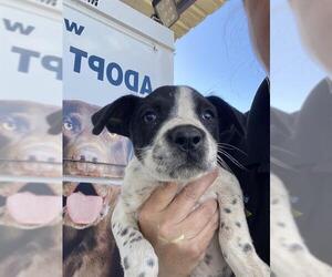 Labrador Retriever Dogs for adoption in Bakersfield, CA, USA