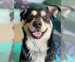 German Shepherd Dog-Siberian Husky Mix Dogs for adoption in San Jose, CA, USA