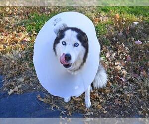Alaskan Malamute Dogs for adoption in Decatur, IL, USA