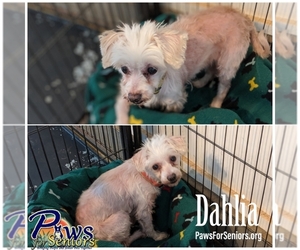 Maltese-Unknown Mix Dogs for adoption in Bealeton, VA, USA