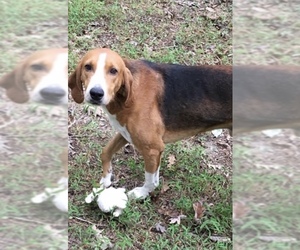 Treeing Walker Coonhound Dogs for adoption in Holly Springs, NC, USA
